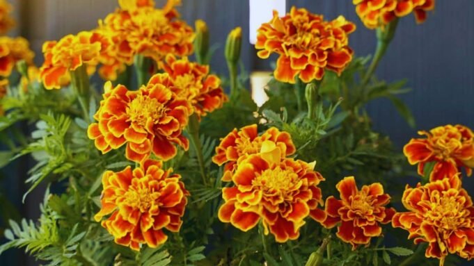 Flowers for Día de los Muertos