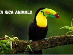 Costa Rica Animals: A Guide to the Wildlife of One of Earth’s Most Biodiverse Countries Costa Rica Animals