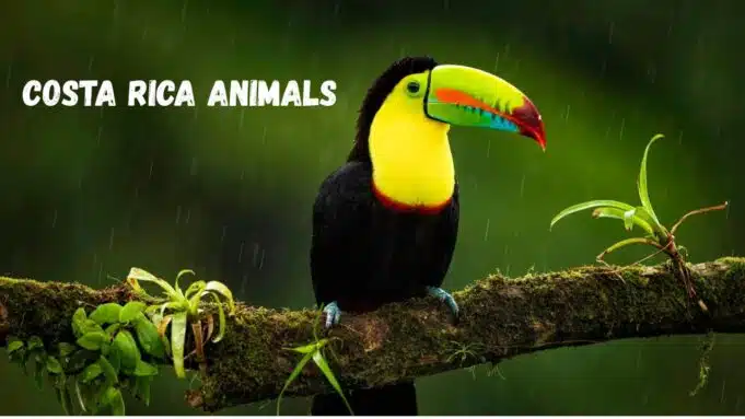 Costa Rica Animals