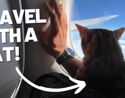 Flying Internationally With Your Cat: Stress-Free Travel Tips Flying Internationally With Your Cat