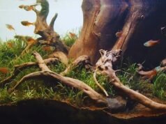 Biotope Aquarium: Recreating Nature in a Glass World Biotope Aquarium