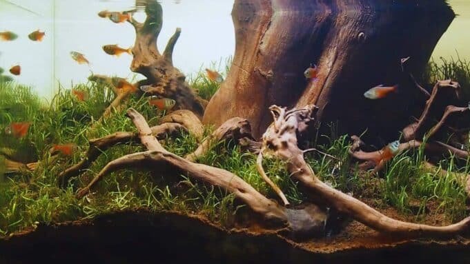 Biotope Aquarium