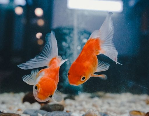 How Long Can Goldfish Go Without Food? How Long Can Goldfish Go Without Food