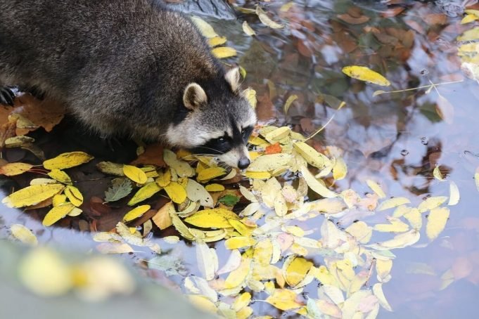 Why Do Raccoons Wash Their Food