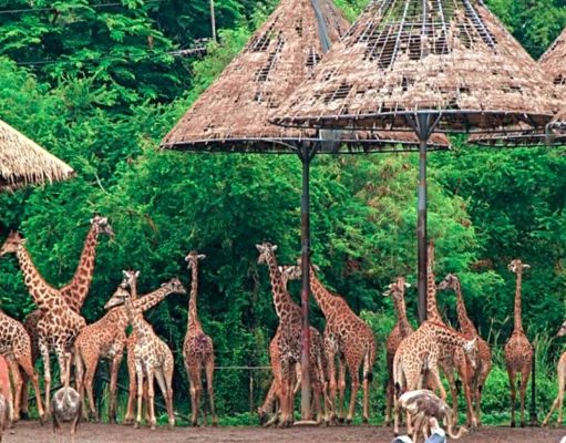 All About Safari World Tours All About Safari World Tours