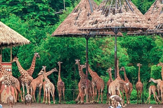 All About Safari World Tours