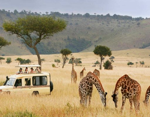5 Best Tips for a Wildlife Safari in Tanzania That Will Ensure a Safest Trip Best Tips for a Wildlife Safari in Tanzania