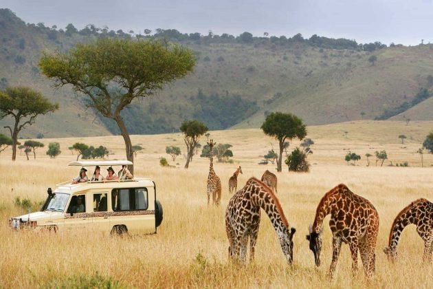 5 Best Tips for a Wildlife Safari in Tanzania