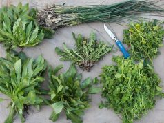 Six Edible Species for Urban Edibles Edible Species for Urban Edibles