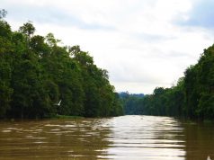 5 Tips For Traveling The Kinabatangan River in Borneo Kinabatangan River