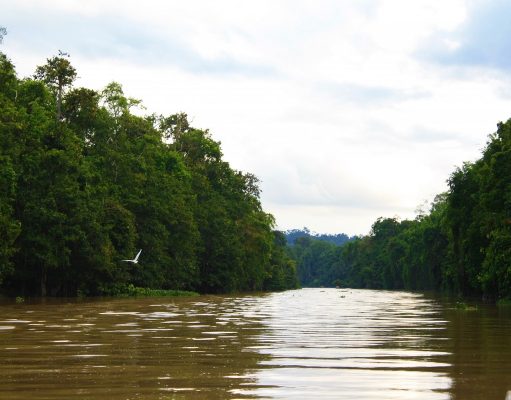 5 Tips For Traveling The Kinabatangan River in Borneo Kinabatangan River