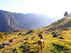 Eight Things to Do During Your Winter Vacation in Pigeon Forge Winter Vacation in Pigeon Forge