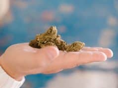 Hemp Flowers on Wholesale Vs. Retail: What All Can You Find? Hemp Flowers