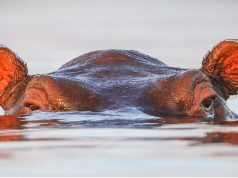 Five of The Best Places to See Animals in The Wild Best places to see animals in the wild