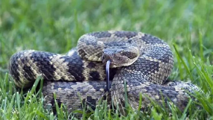 What to Do If Bitten by a Rattlesnake While Hiking