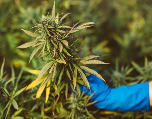 How to Find Quality Hemp Flower? How to Find Quality Hemp Flower