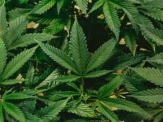 How Cannabis Can Enhance the Travel Experience? How Cannabis Can Enhance the Travel Experience