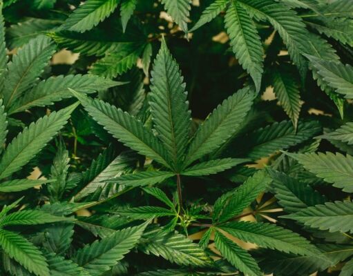 How Cannabis Can Enhance the Travel Experience? How Cannabis Can Enhance the Travel Experience