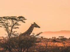 African Horseback Safaris: Get Up Close with Large Game and Explore Africa African Horseback Safaris