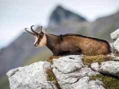 Mastering Ibex Hunting: A Comprehensive Guide to Pursuing Spain’s Wild Game Mastering Ibex Hunting