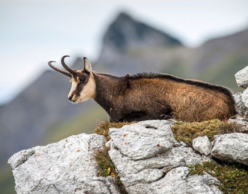 Mastering Ibex Hunting: A Comprehensive Guide to Pursuing Spain’s Wild Game Mastering Ibex Hunting
