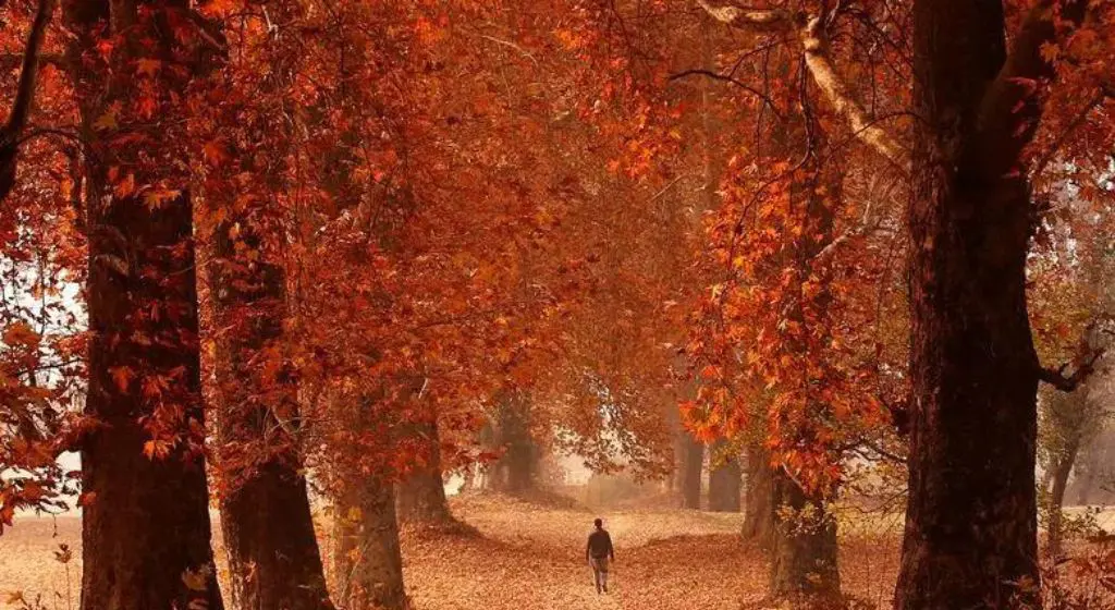 Places to Visit in Kashmir in Autumn