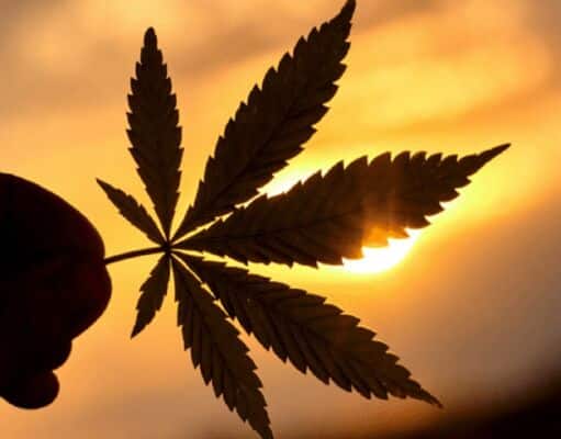 The World’s Top Cannabis-Friendly Destinations The World's Top Cannabis-Friendly Destinations