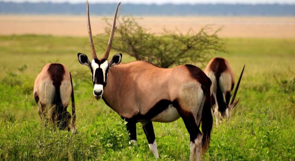 Behavioral Ecology and Social Dynamics