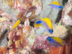 Exploring the Benefits of Marine Biology Summer Programs for High Schoolers Benefits of Marine Biology Summer Programs