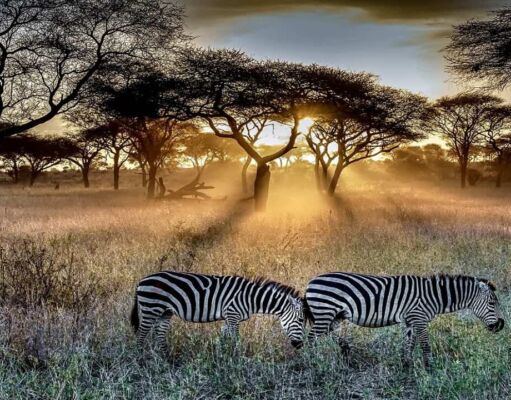 Into the Wild: Discovering the Wonders of African Safari – A Journey of a Lifetime Discovering the Wonders of African Safari