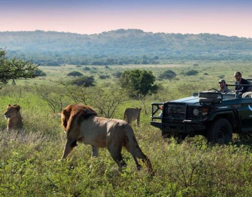 The 5 Best Safari Destinations from the United Kingdom Safari Destinations from the United Kingdom