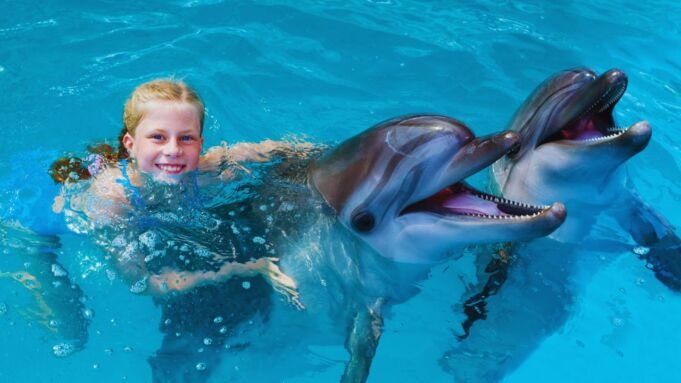 Swimming with Dolphins