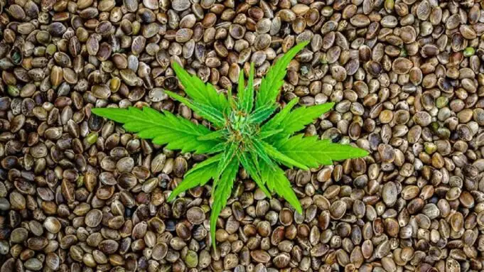 Value-Packed Cannabis Seeds