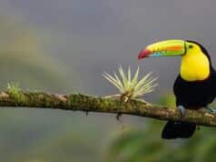 Why Travel to Costa Rica in 2024? Why Travel to Costa Rica