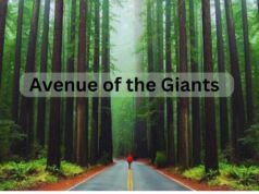 The Avenue of the Giants – A Journey Through Ancient Redwoods Avenue of the Giants