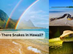 Are There Snakes in Hawaii? The Truth About Hawaii’s Snake-Free Status Are There Snakes in Hawaii