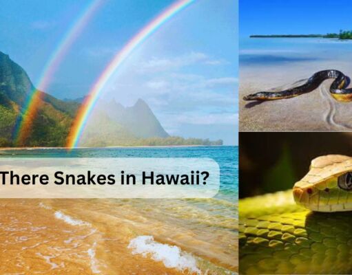 Are There Snakes in Hawaii? The Truth About Hawaii’s Snake-Free Status Are There Snakes in Hawaii