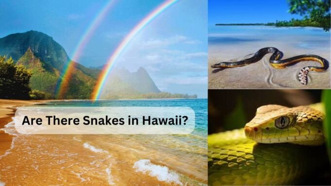 Are There Snakes in Hawaii