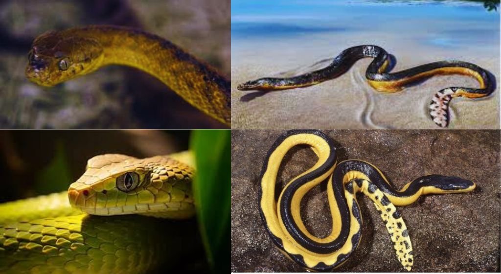 Impact of Snakes on Hawaii’s Ecosystem