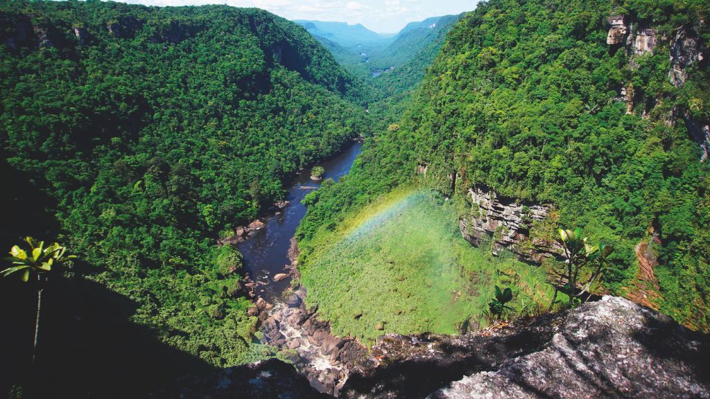 The Amazon Rainforest