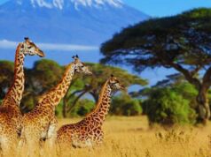 Exploring the Wild: A Comprehensive Guide to African Safaris African Safaris
