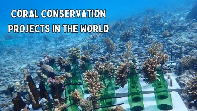 Coral Conservation Projects in the World