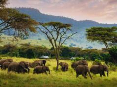 The Wonders of Kenya Safari: A Journey Into the Heart of the Wild Kenya Safari