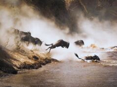 Masai Mara Wildebeest Migration: Nature’s Grand Spectacle Masai Mara Wildebeest Migration