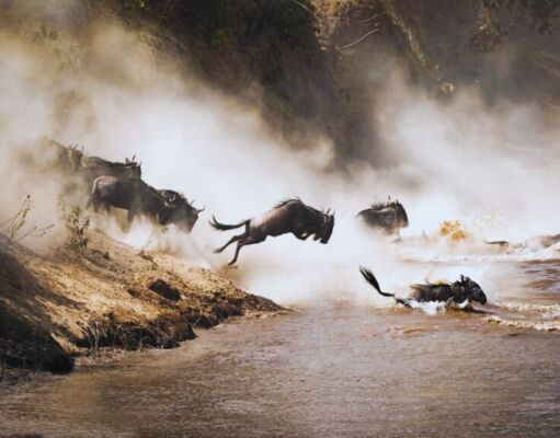 Masai Mara Wildebeest Migration: Nature’s Grand Spectacle Masai Mara Wildebeest Migration