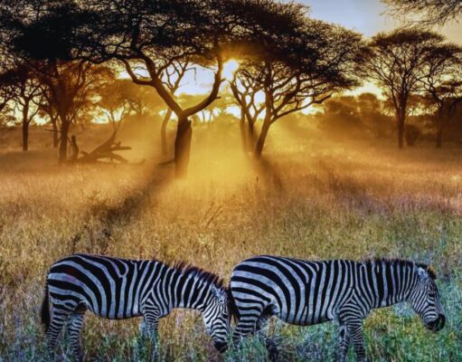 Serengeti National Park: A Journey Through Africa’s Wildlife Paradise Serengeti National Park