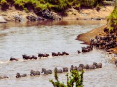 Witness the Epic Wildebeest River Crossings: A Must-See Natural Wonder Wildebeest River Crossings