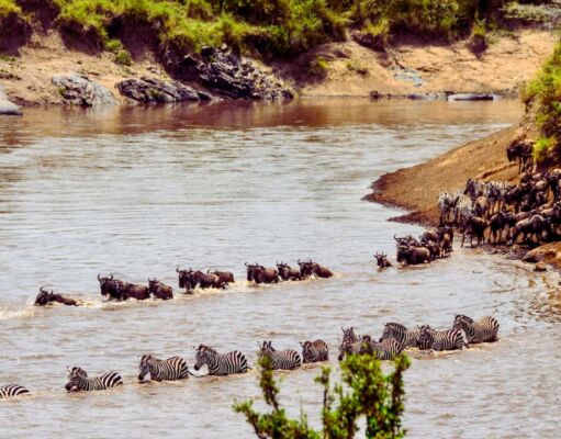 Witness the Epic Wildebeest River Crossings: A Must-See Natural Wonder Wildebeest River Crossings