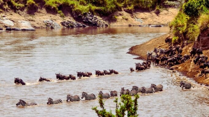 Wildebeest River Crossings