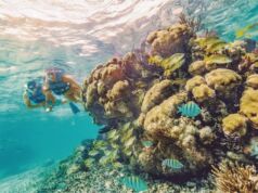 Snorkel in Cancun Isla Mujeres: Underwater Paradise Snorkel in Cancun Isla Mujeres